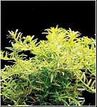 rotala green