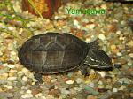 Sternotherus odoratus 01