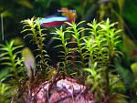 Moss sp. Yulia