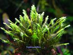 Fissidens grandifrons