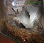 Monocentropus balfouri  TM