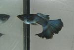 IMG 0437
