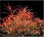 ludwigia arcuata