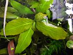Hygrophila polisperma Big Leaf   