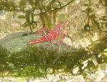- Rhynchocinetes durbanensis