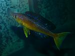 Cyprichromis microlepidotus Bulu point.