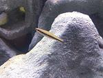 Nanostomus unifasciatus