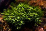 Fenix Moss - Fissidens fontanus