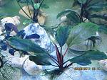 Bucephalandra sp. Dark Silver Grey