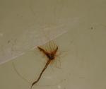 - spaghetti worm