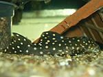 Hypancistrus sp. L201