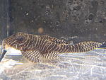 Hypancistrus sp L260