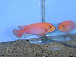 DSC03613 
Maylandia estherae red-red()