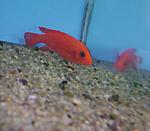 DSC03647 
Maylandia estherae red-red()