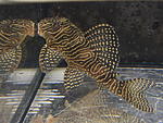 Hypancistrus sp L260