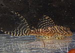 Hypancistrus sp L066