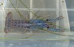 Procambarus alleni