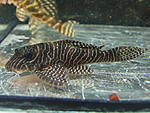 Hypancistrus sp L260