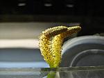 IMG 1071