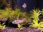 apistogramma ramirezi