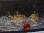 Hypancistrus sp L066