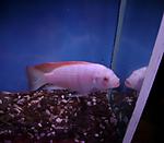 DSC04937 
. Metriaclima Greshakei albino ()