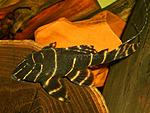 Panaque sp L204