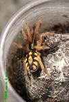 Hapalopus sp Columbia Large 001 TM