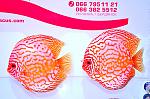 DSC0347