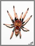 Chromatopelma cyaneopubescens 5