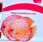 DSC0350