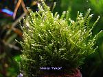 Moss sp. Hyougo