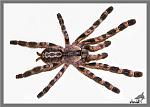 Poecilotheria regalis 8 ni
