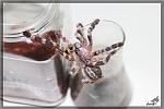 Poecilotheria regalis 8