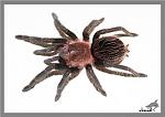 Brachypelma albopilosum 5