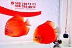 DSC0427