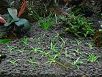 Eriocaulon sp.Sulawesi