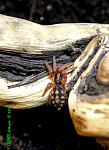 Hapalopus sp Columbia Large 008 TM