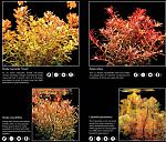 rotala