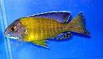 Aulonocara blue neon Undu Point