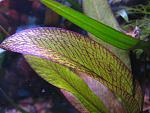   (Echinodorus Frans Stoffels)