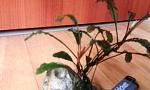 Bucephalandra sp. West Kalimantan