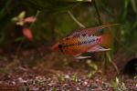 Apistogramma hongsloi "Gold Red"
