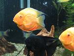 IMG 3626 11