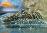 Ancistrus dolichopterus