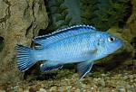Pseudotropheus socolofi()