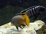 Pseudotropheus spec. 'elongatus Mpanga'(2 )