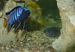 Pseudotropheus spec. 'elongatus Mpanga'(1 )