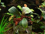 Bucephalandra sp. D2, Kalimantan