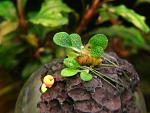 Bucephalandra sp. Mau Flight, Sarawak